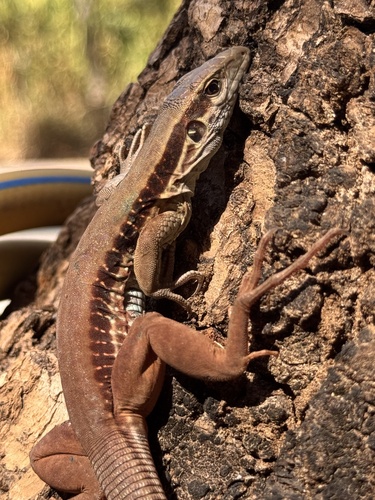 Giant Ameiva