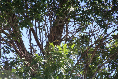 Western Kingbird