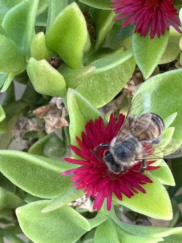 Western Honey Bee