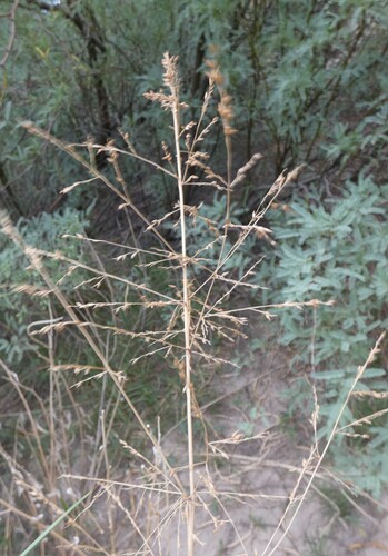 blue panic grass