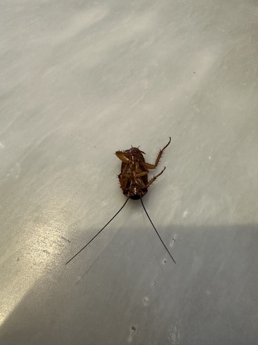 American Cockroach