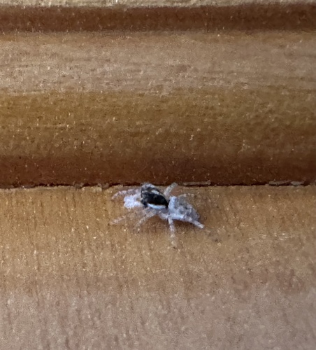 Half-edged Wall Jumping Spider