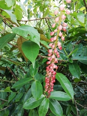 Image of Sarcopera sessiliflora