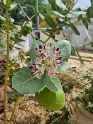 giant milkweed