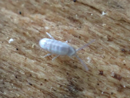 iNaturalist observation photo of Elongate Springtails