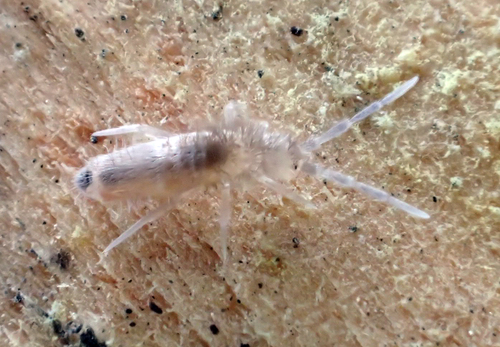 iNaturalist observation photo of Elongate Springtails