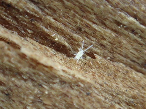 iNaturalist observation photo of Eupodidae