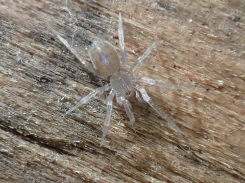 iNaturalist observation photo of Spiders