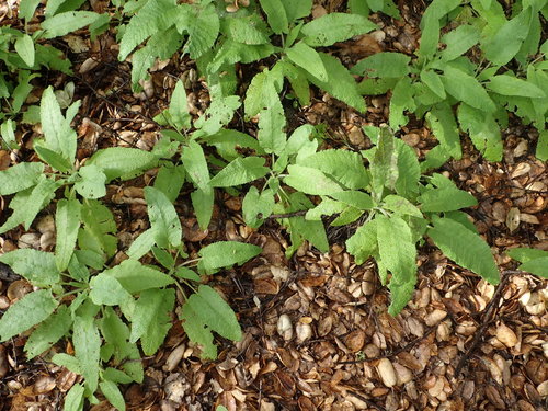 iNaturalist observation photo of Hummingbird Sage