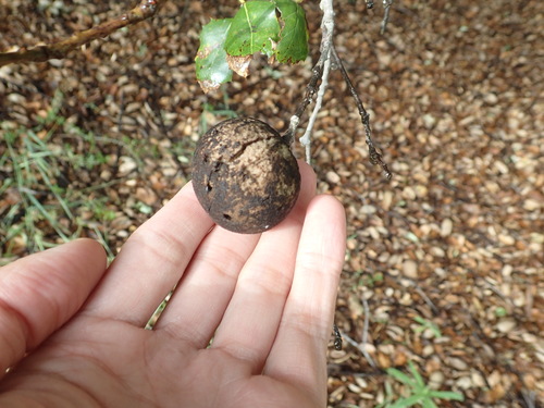iNaturalist observation photo of California Gall Wasp
