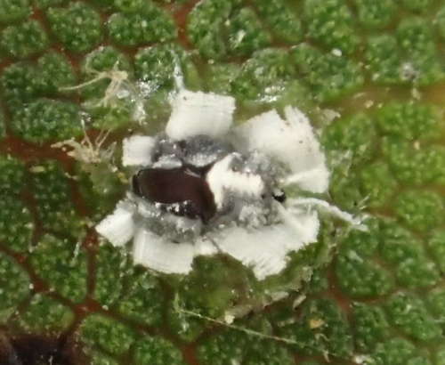 iNaturalist observation photo of Crown Whitefly