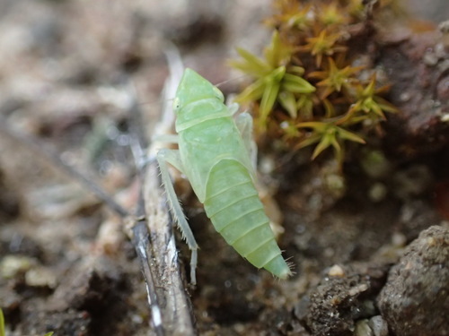 iNaturalist observation photo of Pagaroniini