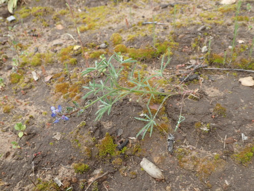 iNaturalist observation photo of Miniature Lupine