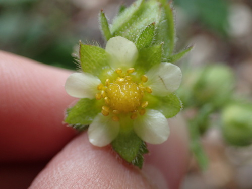 iNaturalist observation photo of sticky cinquefoil