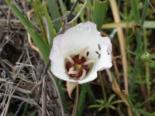 iNaturalist observation photo of Catalina mariposa lily