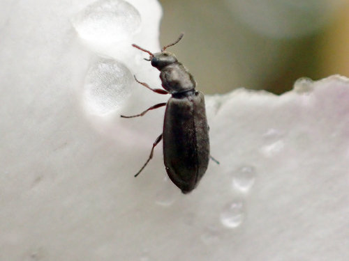 iNaturalist observation photo of Eschatocrepis constrictus