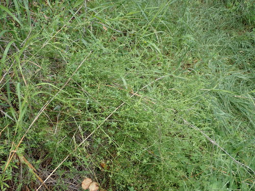 iNaturalist observation photo of catchweed bedstraw