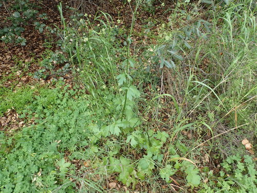 iNaturalist observation photo of Pacific Sanicle