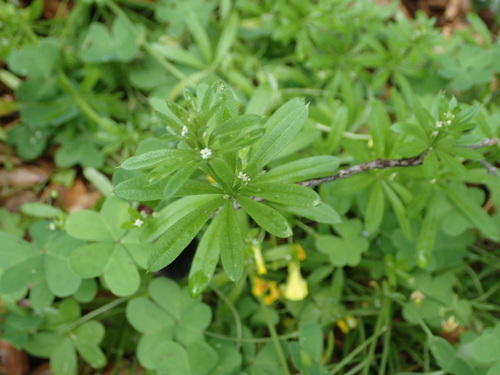 iNaturalist observation photo of catchweed bedstraw