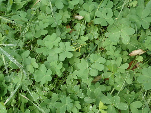 iNaturalist observation photo of Bermuda buttercup
