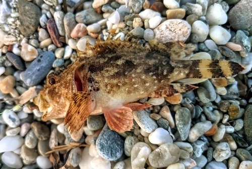 Black Scorpionfish
