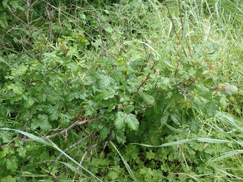 iNaturalist observation photo of Pacific poison oak