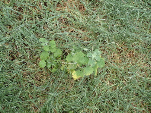 iNaturalist observation photo of White Horehound