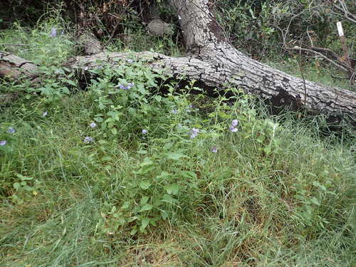 iNaturalist observation photo of nightshades