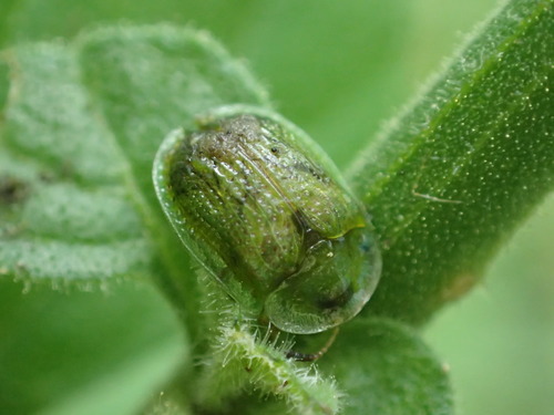 iNaturalist observation photo of Eggplant Tortoise Beetle