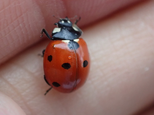 iNaturalist observation photo of Seven-spotted Lady Beetle