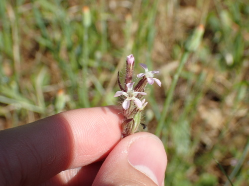 iNaturalist observation photo of Small-flowered Catchfly