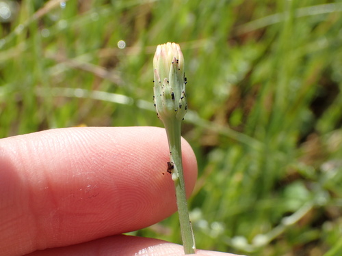 iNaturalist observation photo of Smooth Cat's Ear