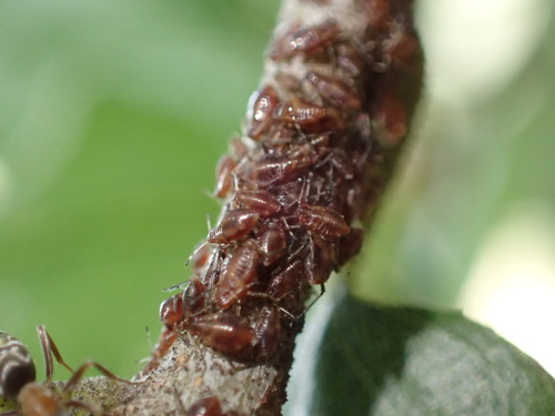 iNaturalist observation photo of Aphids