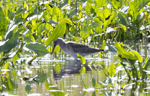 Common Redshank