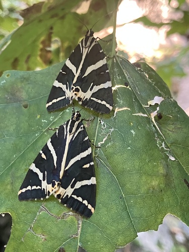 Jersey Tiger