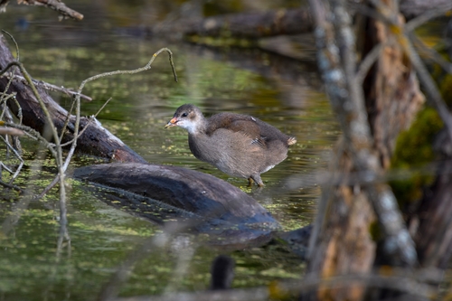 Common Moorhen