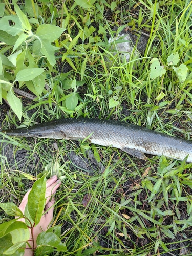 Spotted Gar