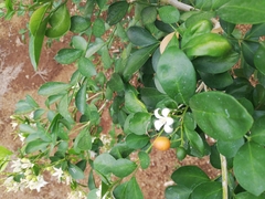 Murraya paniculata image