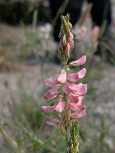Sainfoin