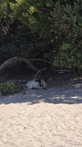 Domestic Goat