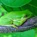 Green Treefrog - Photo (c) Tucker101, all rights reserved