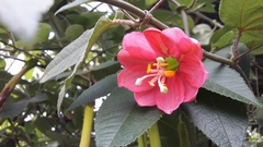 Image of Passiflora mollissima