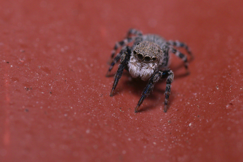 Minute Jumping Spider