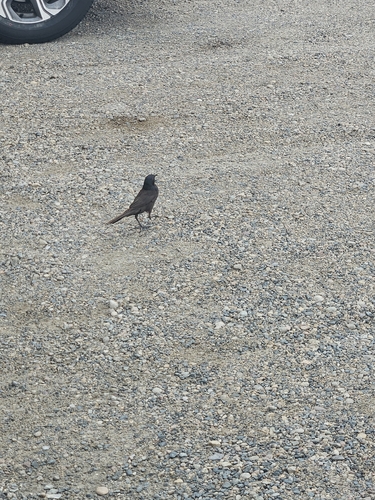 Common Grackle