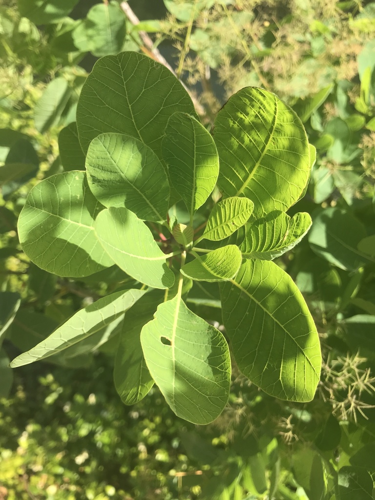 american-smoketree-from-san-antonio-river-san-antonio-tx-us-on-april