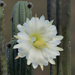 San Pedro Column Cactus - Photo (c) Sebastián Vizcarra, all rights reserved, uploaded by Sebastián Vizcarra