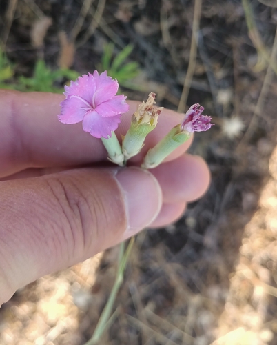Wood Pink