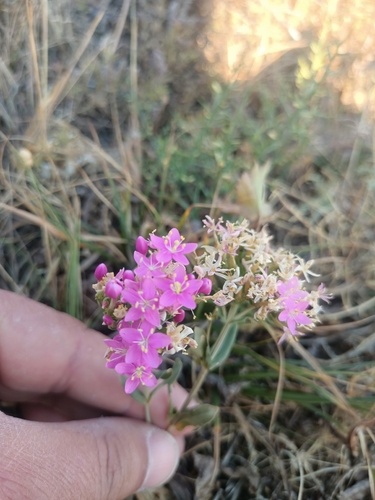 Common centaury
