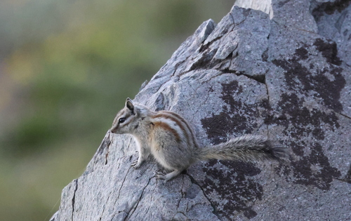Alpine Chipmunk observed by vnsankar