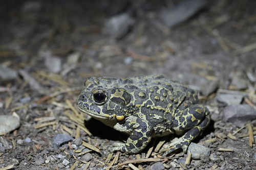 iNaturalist observation photo of Yosemite Toad